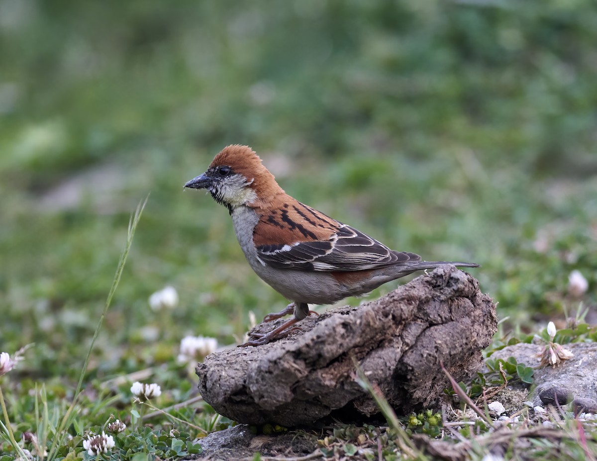 Russet Sparrow - Manjunath Desai