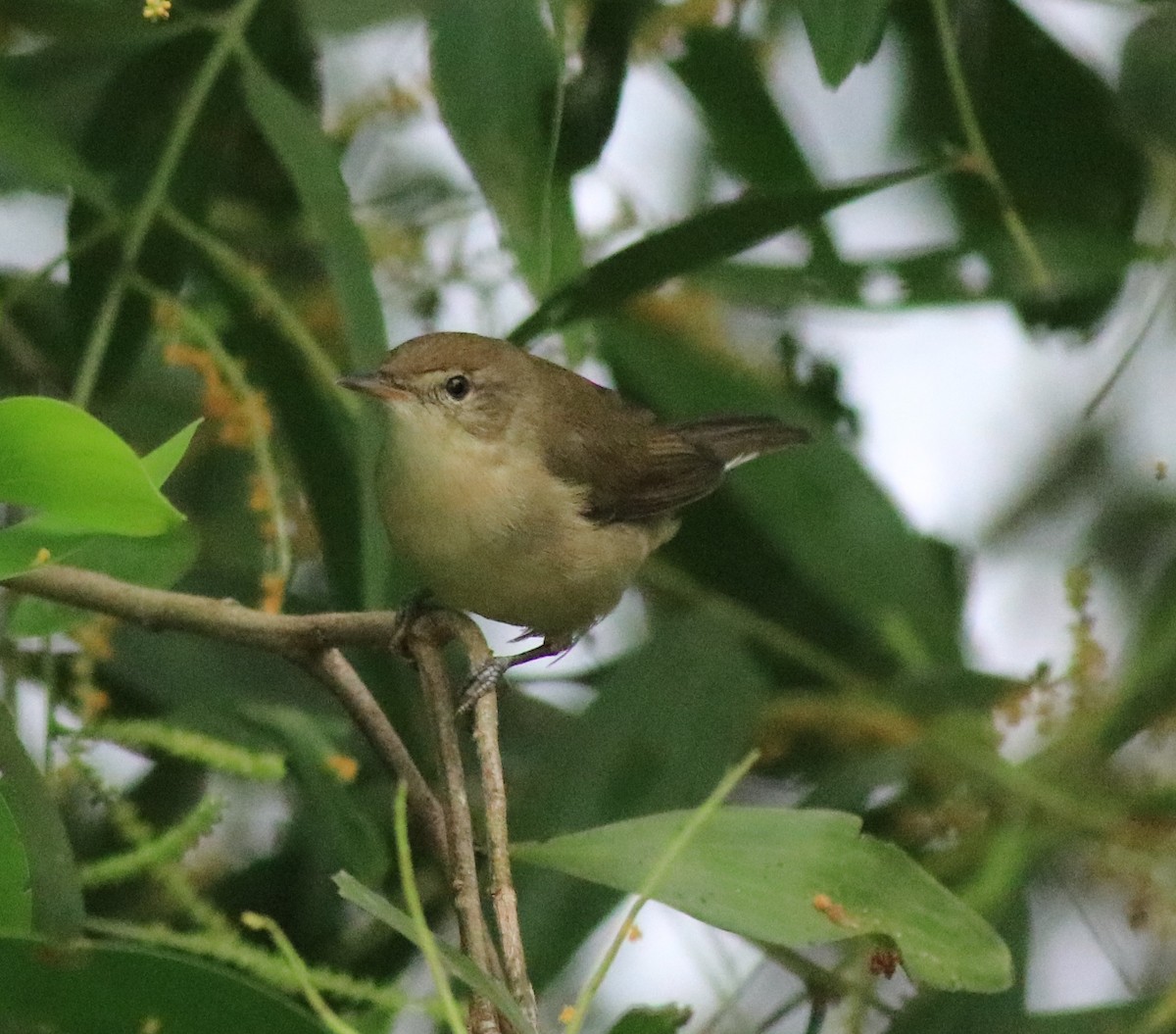 Blyth's Reed Warbler - Afsar Nayakkan