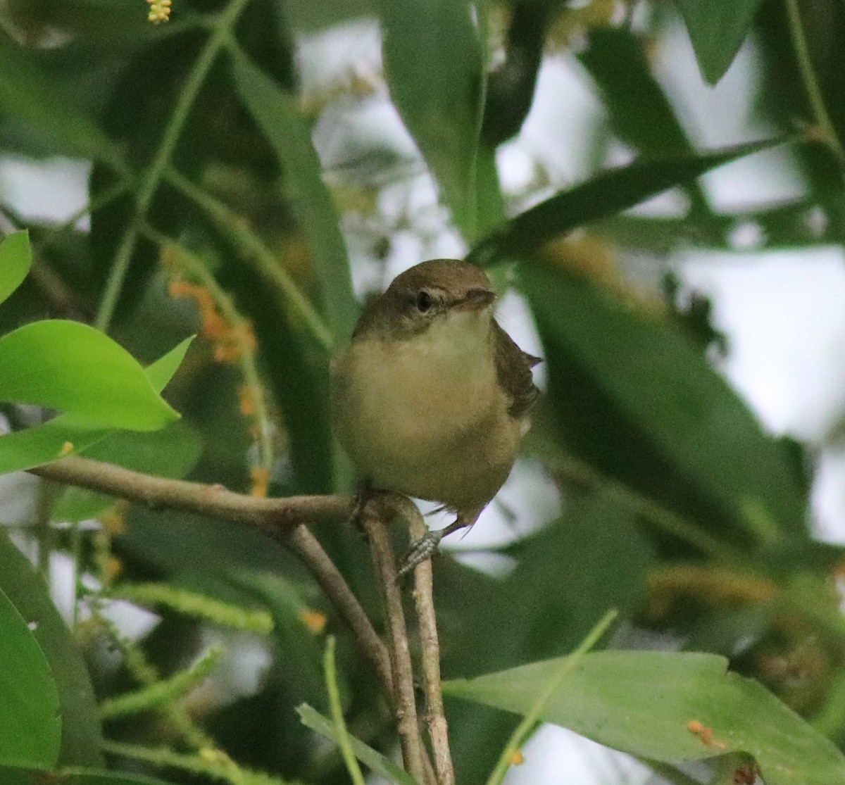 Blyth's Reed Warbler - Afsar Nayakkan