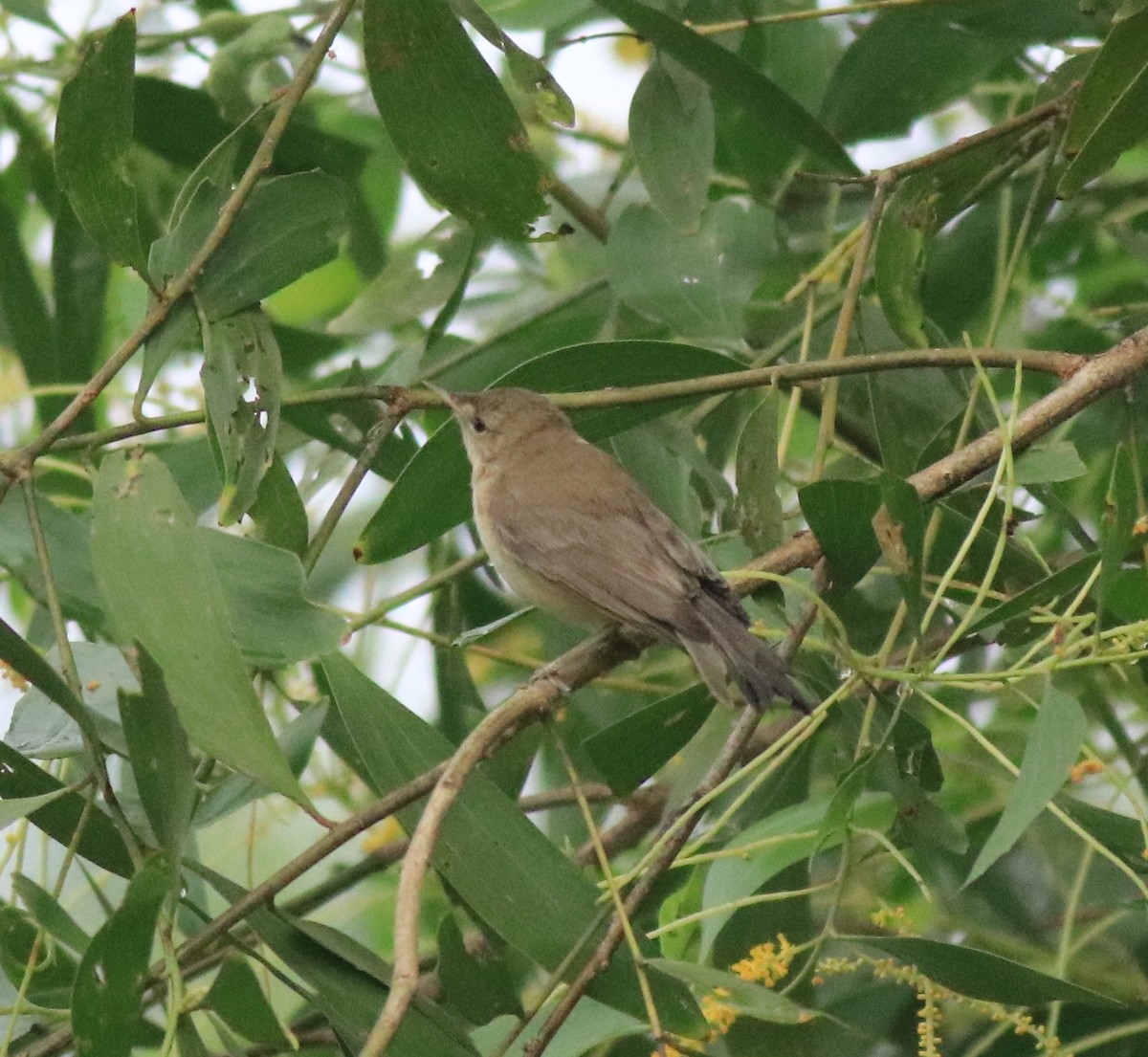 Blyth's Reed Warbler - Afsar Nayakkan