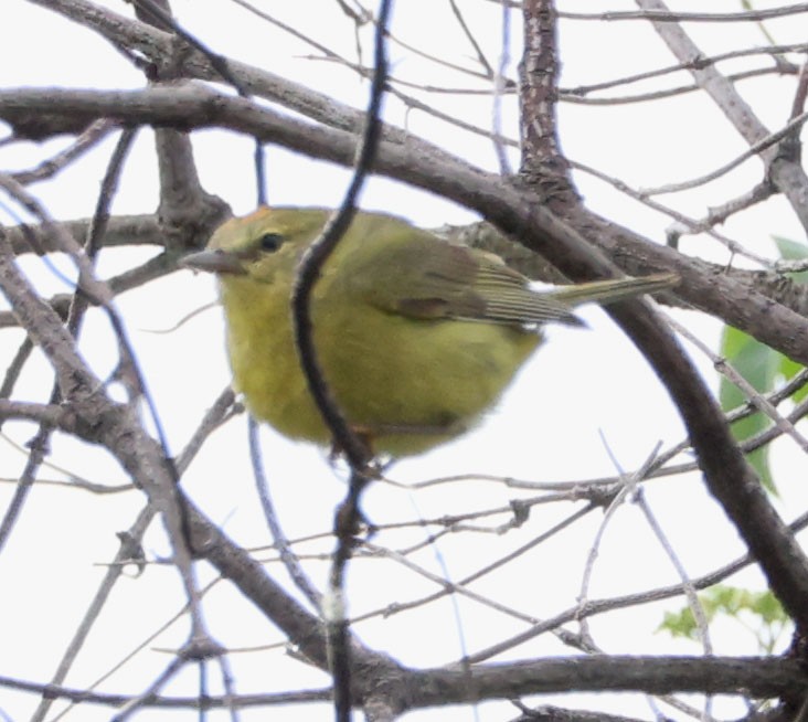 Orange-crowned Warbler - ML619329551