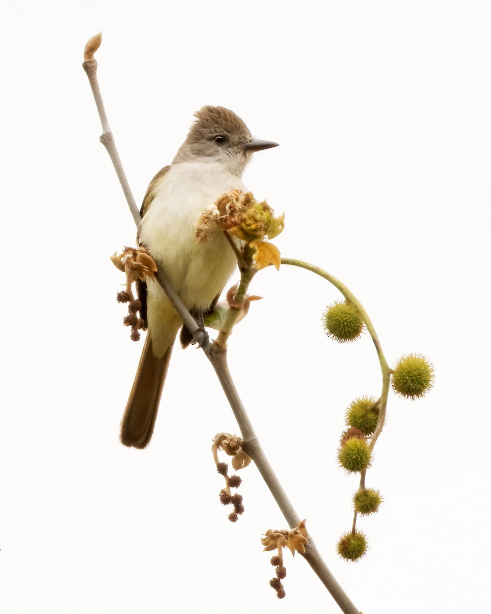 Ash-throated Flycatcher - Sue Cook