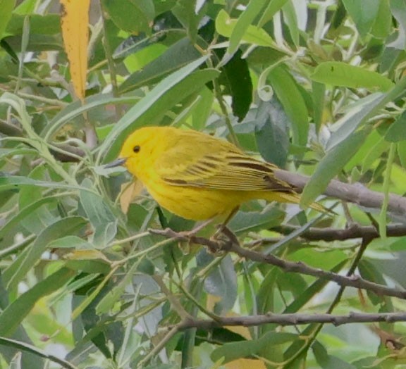 Yellow Warbler - Diane Etchison