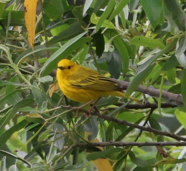 Yellow Warbler - ML619329561