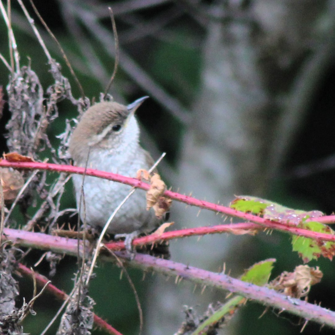 Bewick's Wren - ML619329563