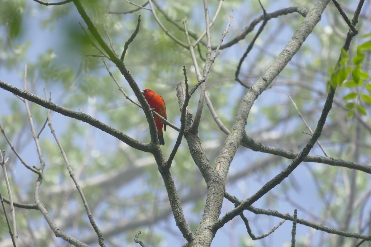 Scarlet Tanager - ML619329565