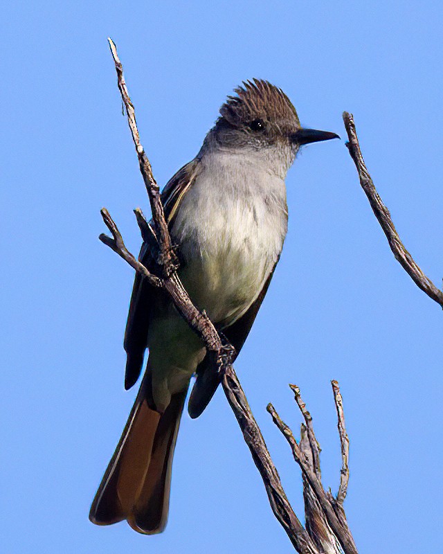 Brown-crested Flycatcher - Jonathan Dowell