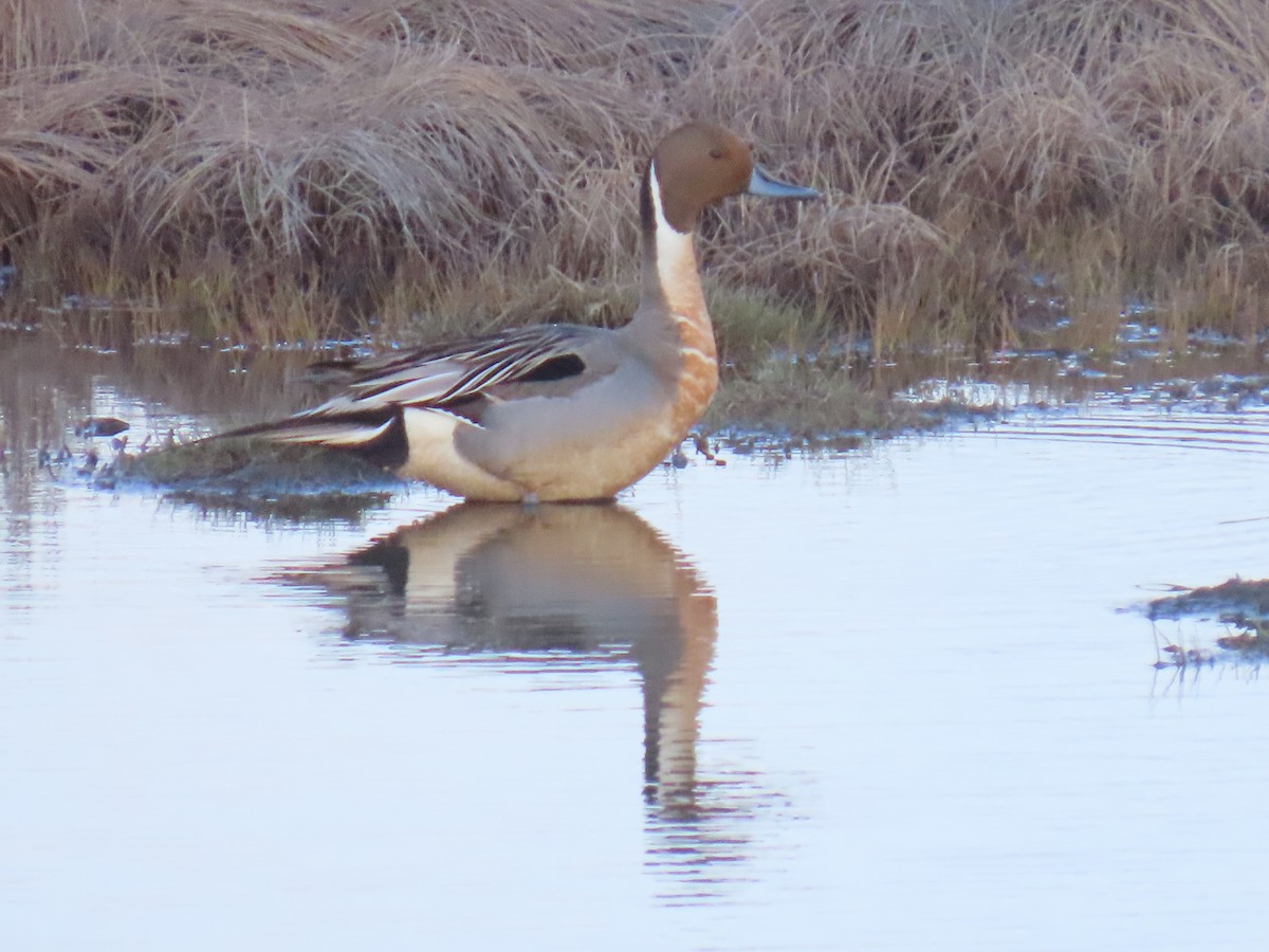 Northern Pintail - Laura Burke