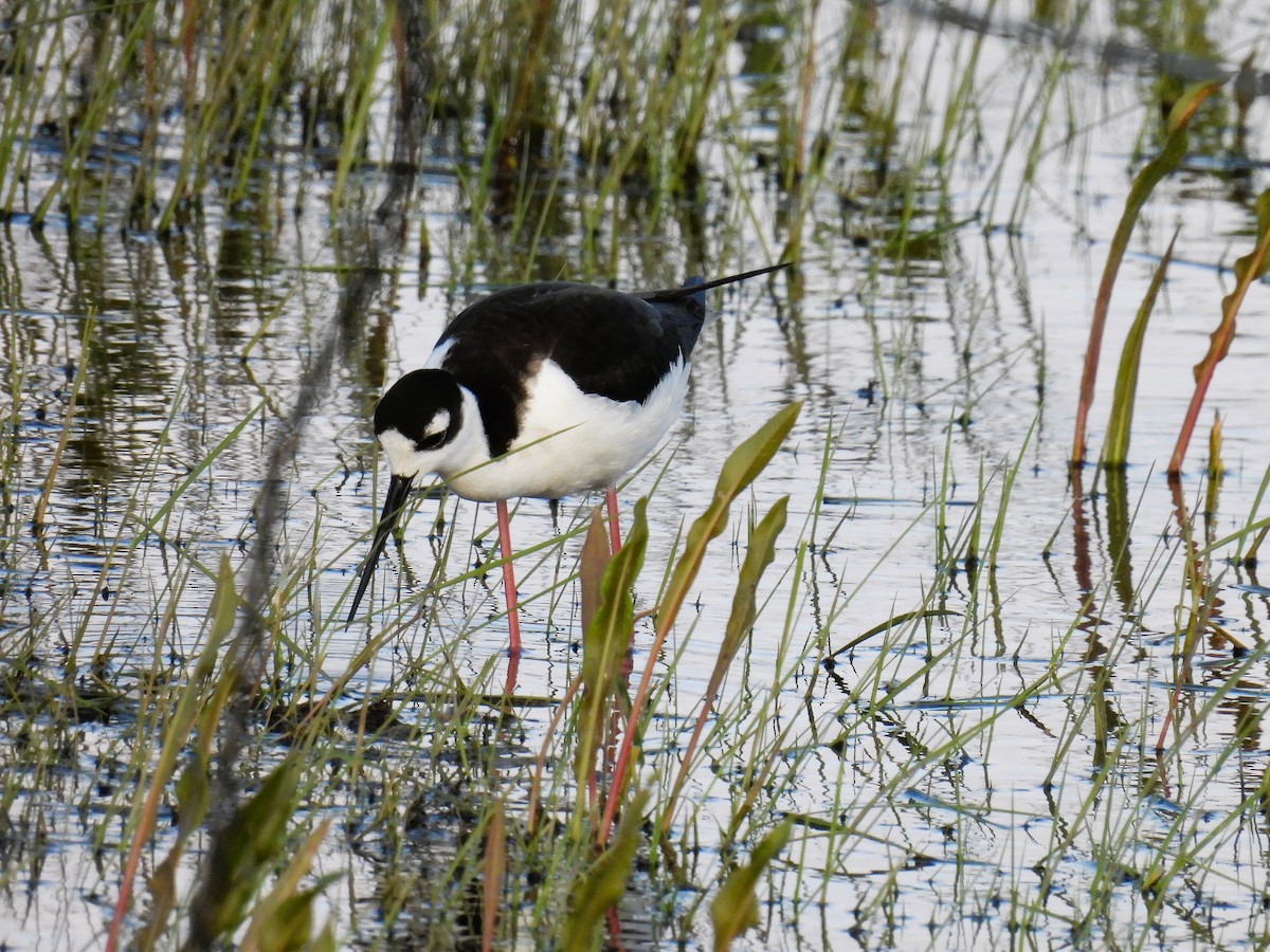 Black-necked Stilt - Tina Toth