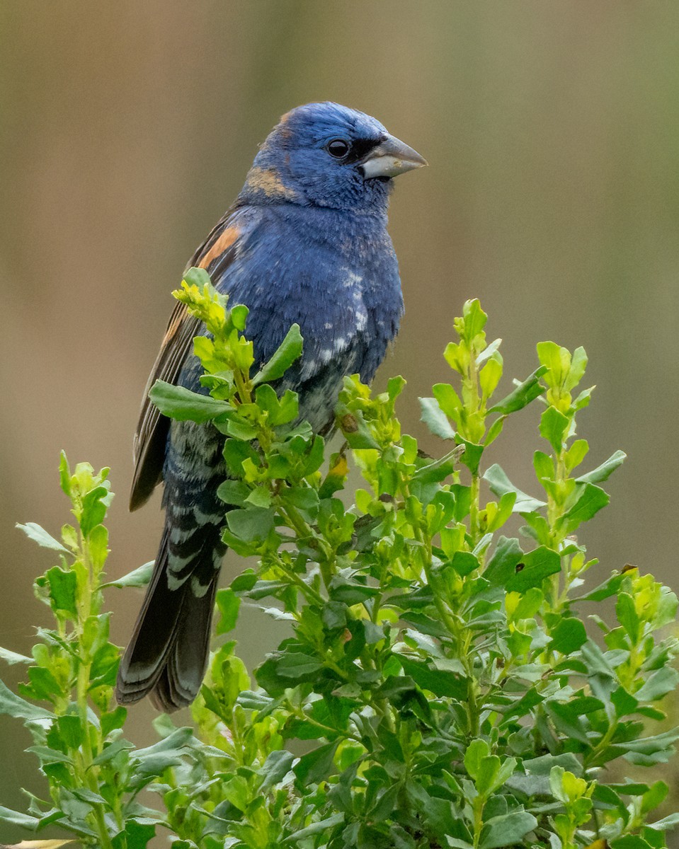 Blue Grosbeak - Sue Cook