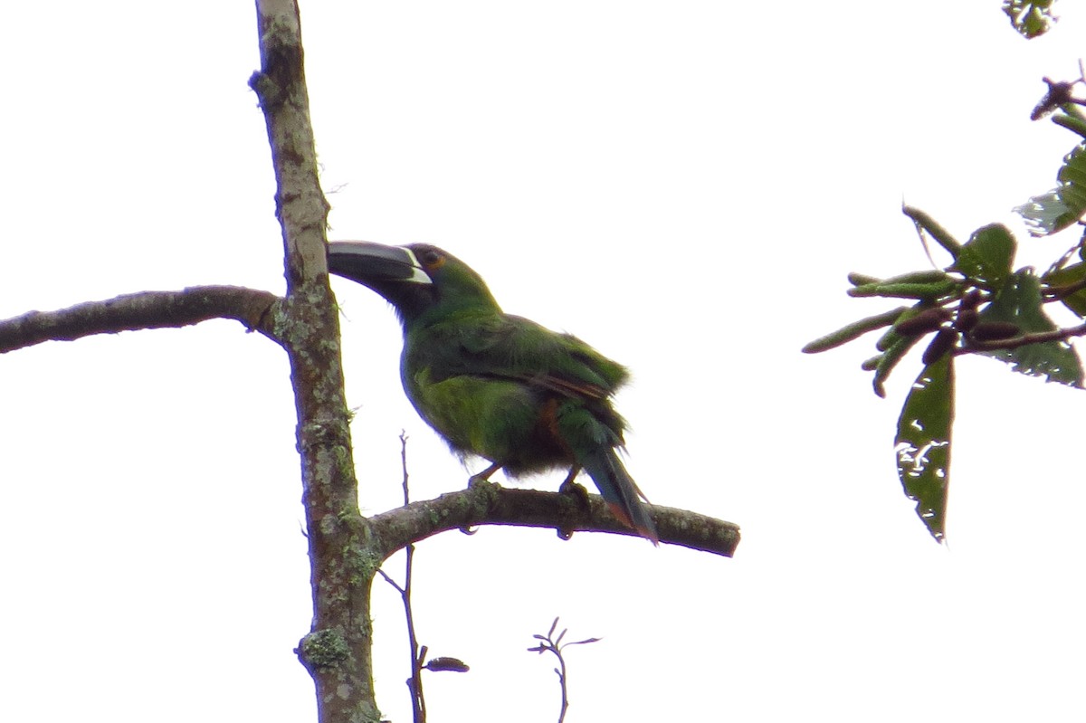 Southern Emerald-Toucanet - ML619329618