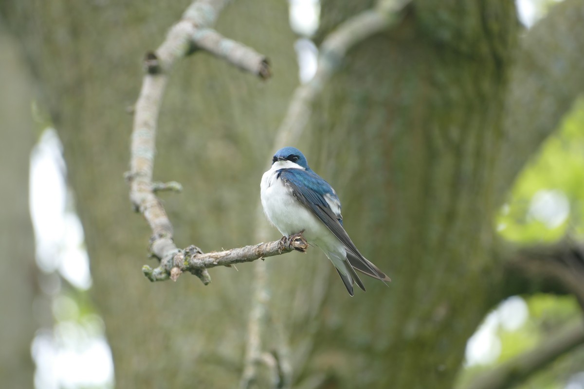 Tree Swallow - Jason Zhang