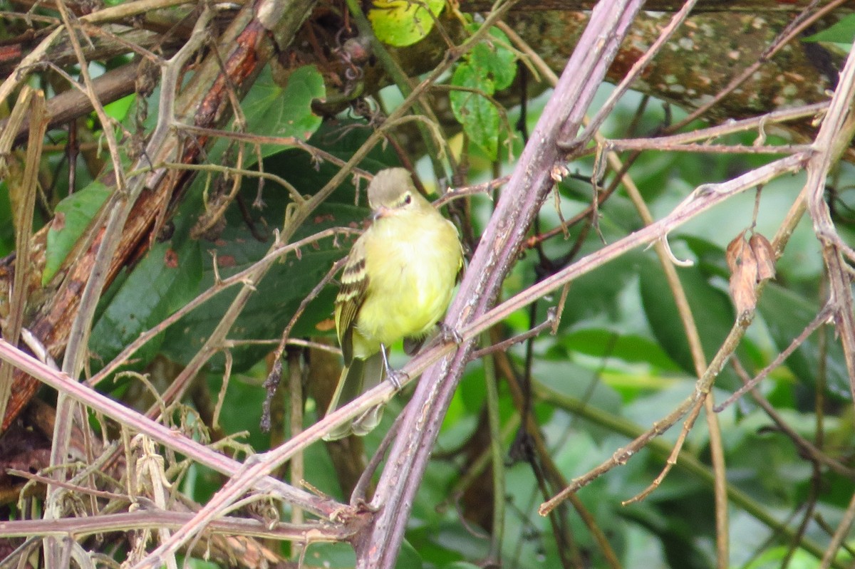 Yellow-bellied Elaenia - Gary Prescott