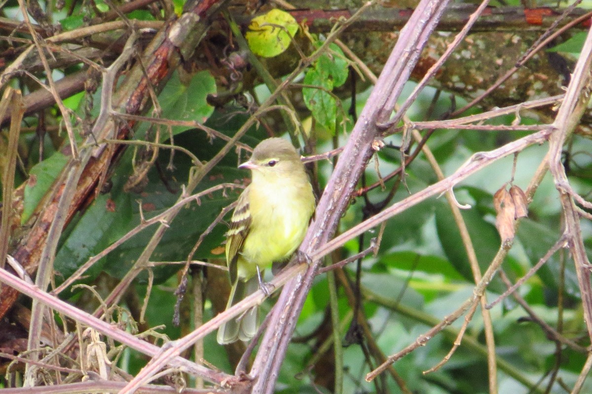 Yellow-bellied Elaenia - Gary Prescott