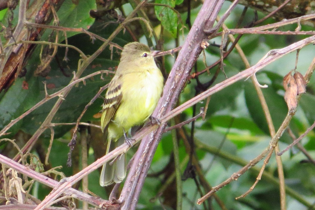 Yellow-bellied Elaenia - ML619329649