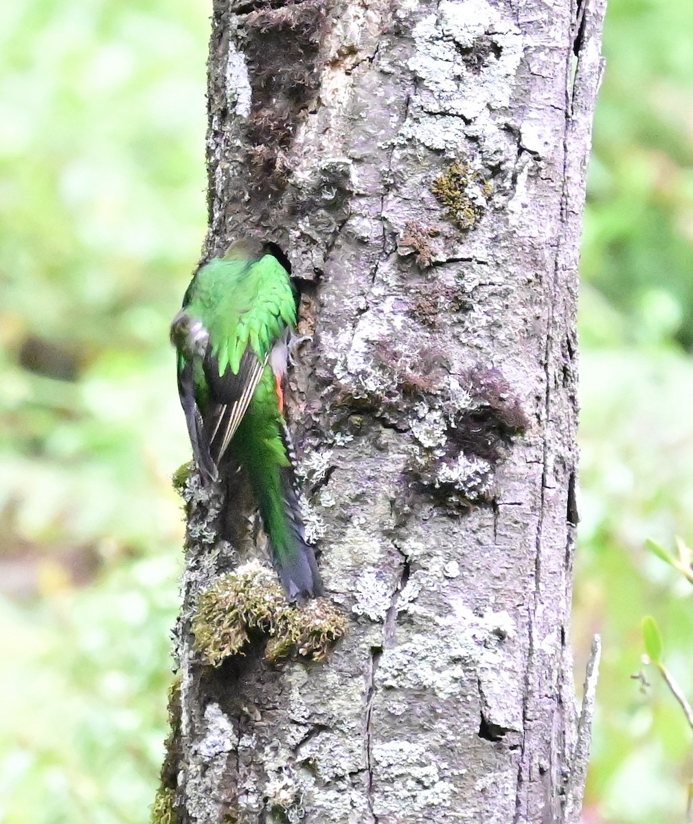 Resplendent Quetzal - Vivian Fung