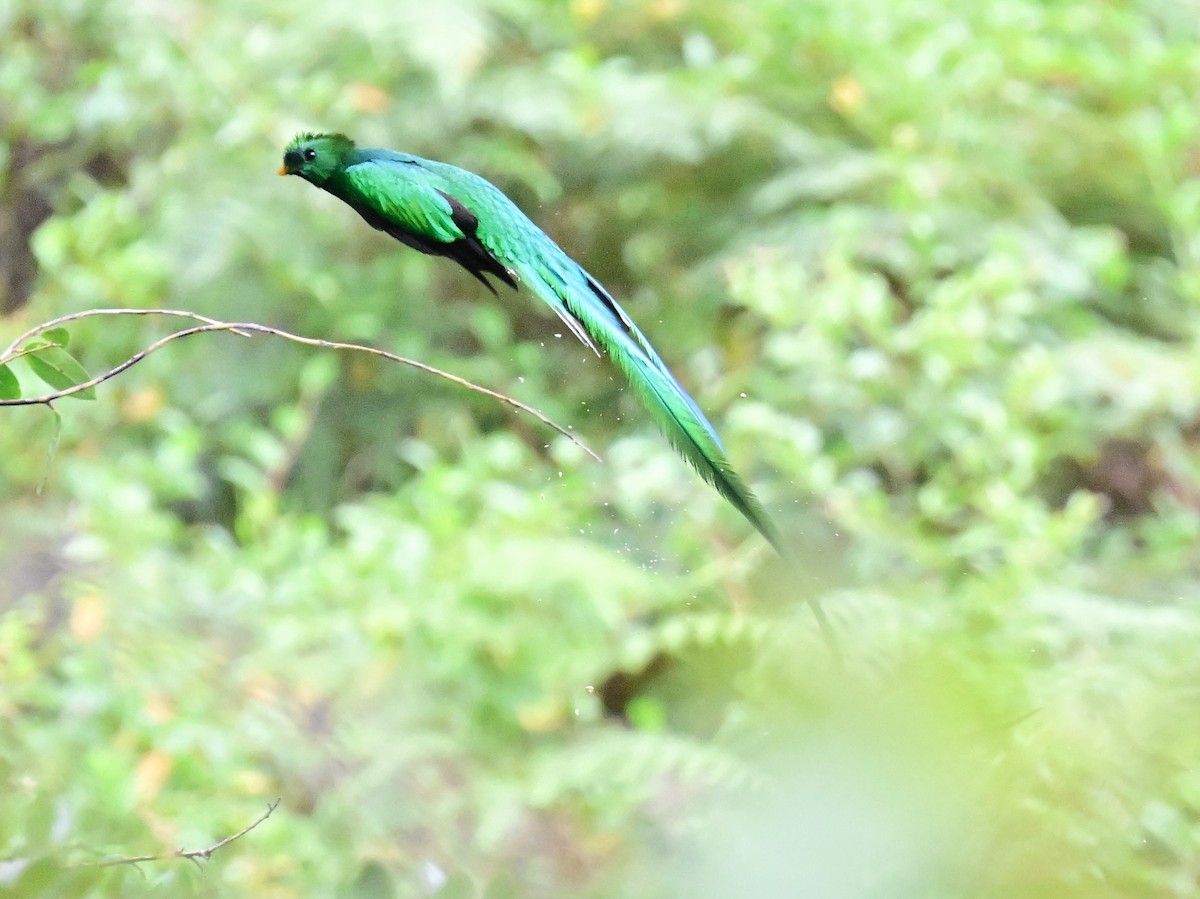 Resplendent Quetzal - ML619329654