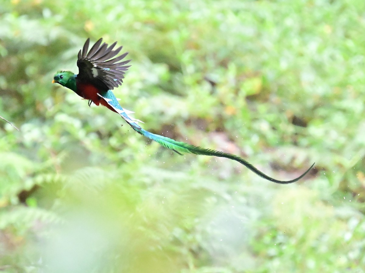 Resplendent Quetzal - ML619329656