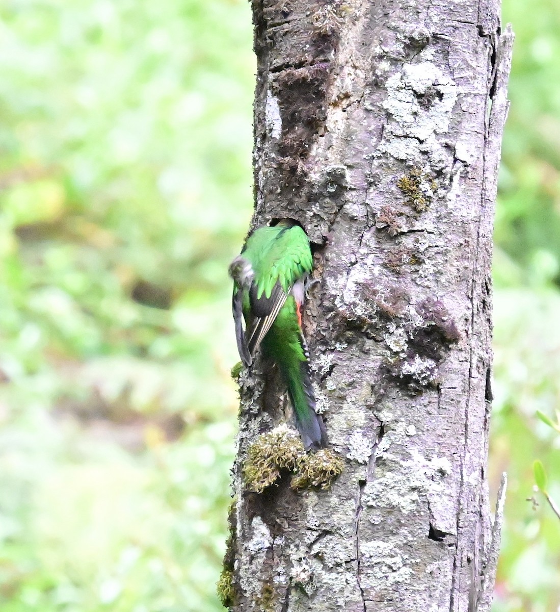 Resplendent Quetzal - ML619329657