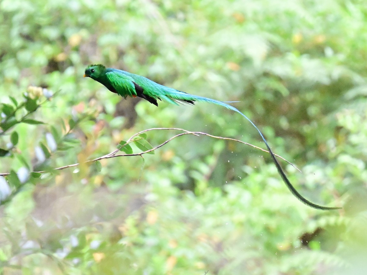 Resplendent Quetzal - Vivian Fung