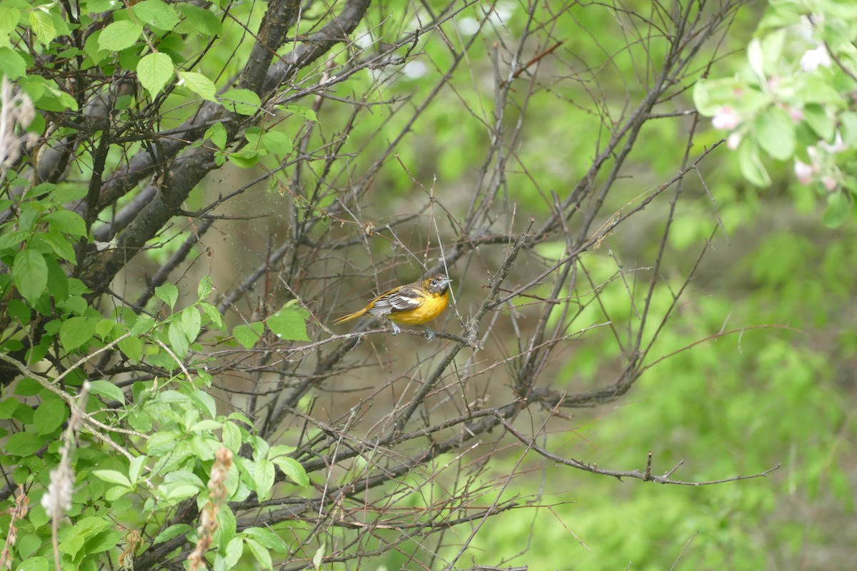 Baltimore Oriole - Jason Zhang