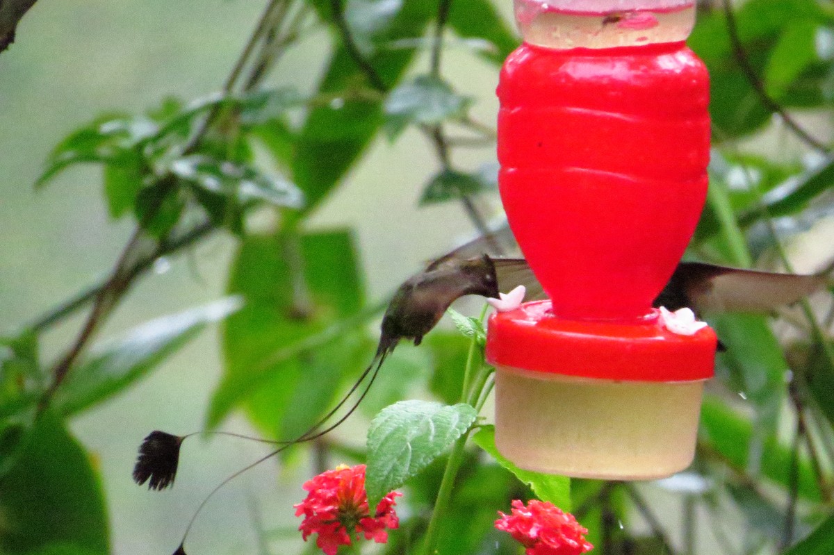kolibřík podivuhodný - ML619329705