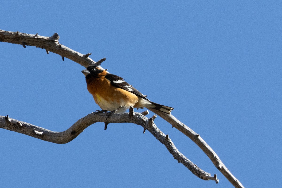 Black-headed Grosbeak - Scott Marnoy