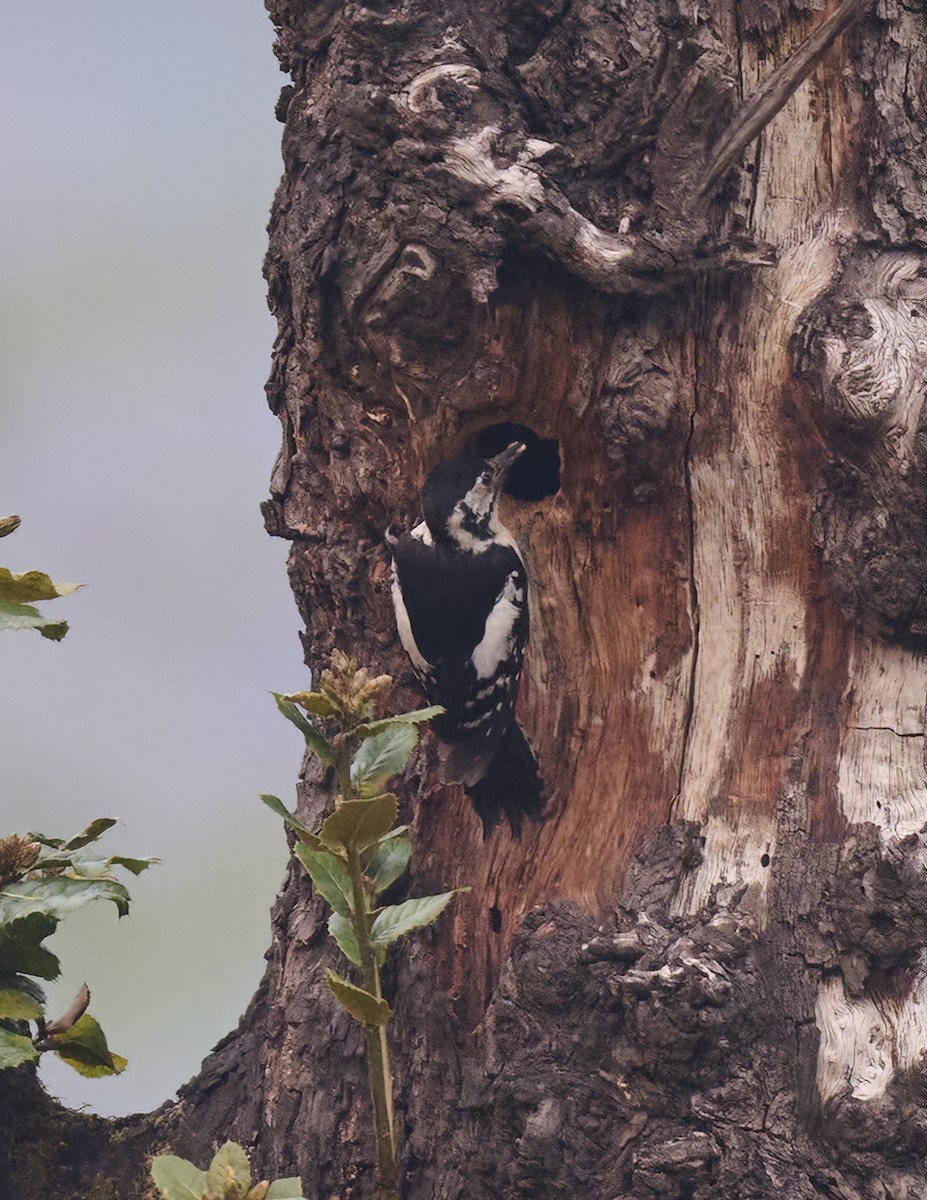 Himalayan Woodpecker - Manjunath Desai