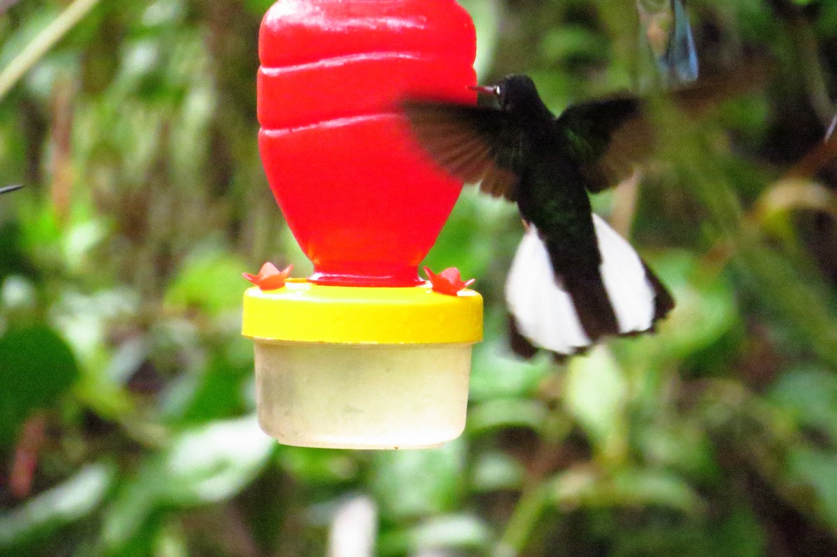 Collared Inca - Gary Prescott