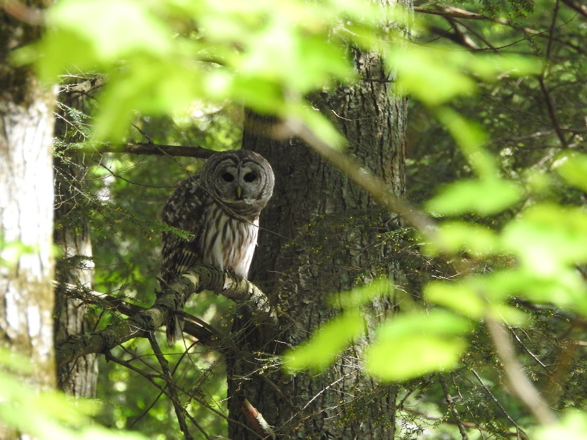 Barred Owl - Andy McGivern