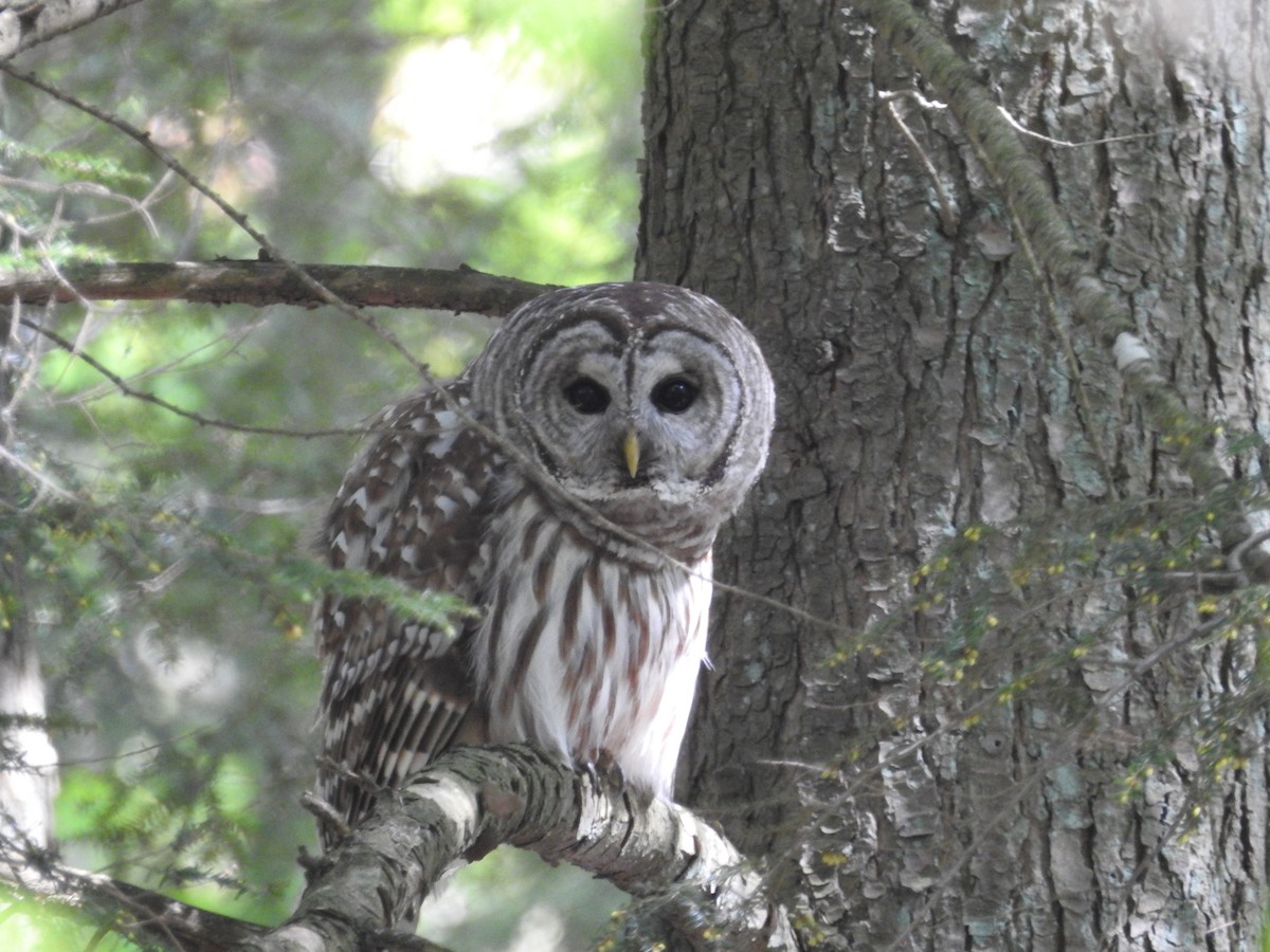 Barred Owl - Andy McGivern