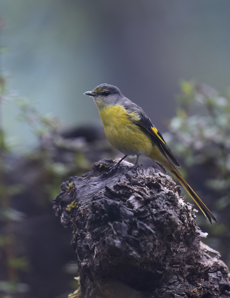 Long-tailed Minivet - Manjunath Desai