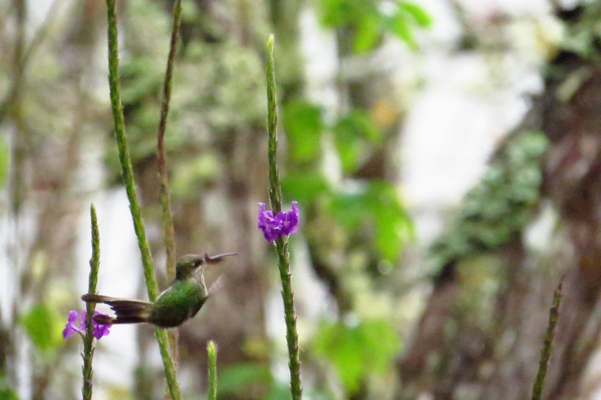 Colibrí Admirable - ML619329733