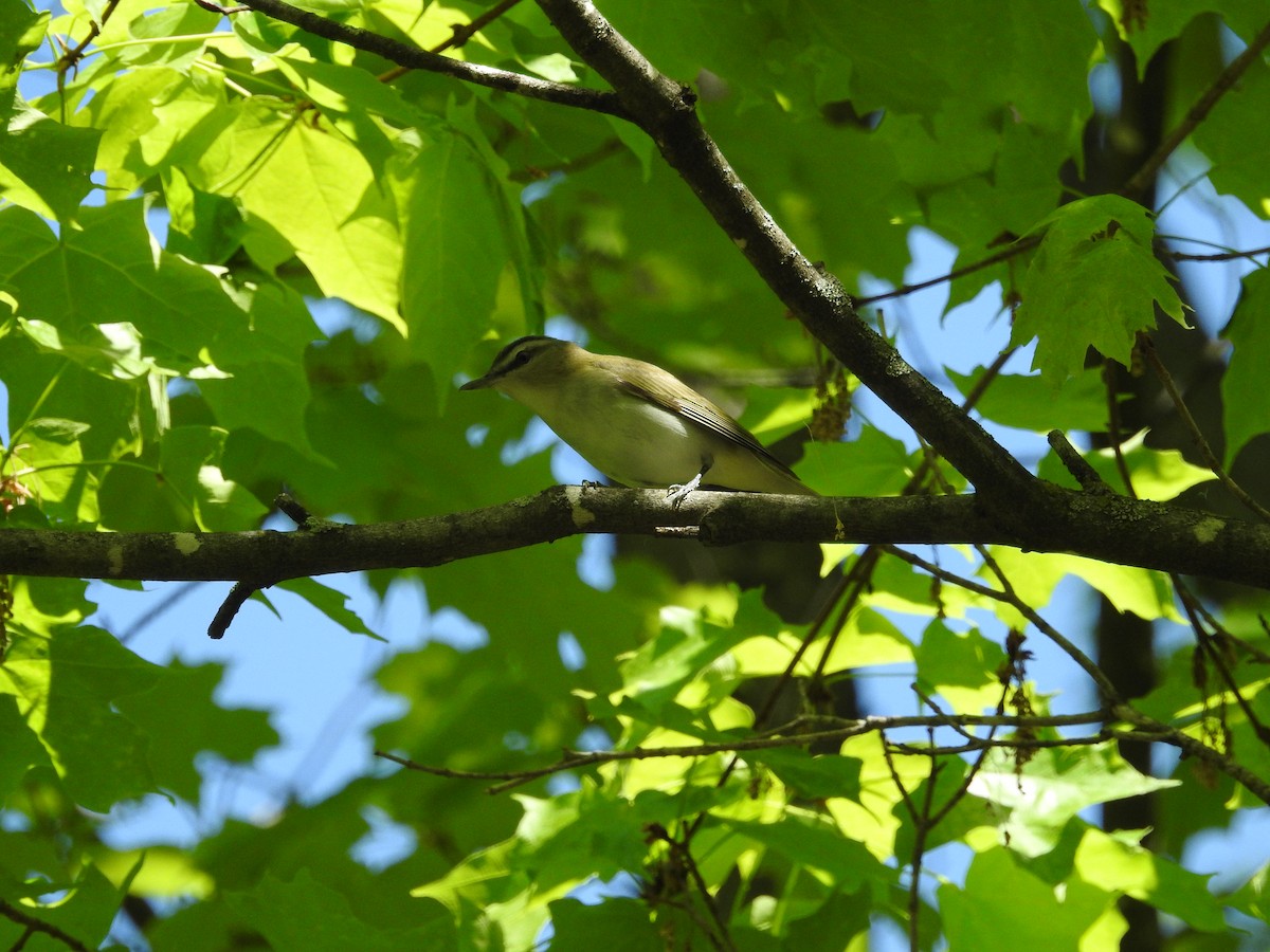 Red-eyed Vireo - Andy McGivern