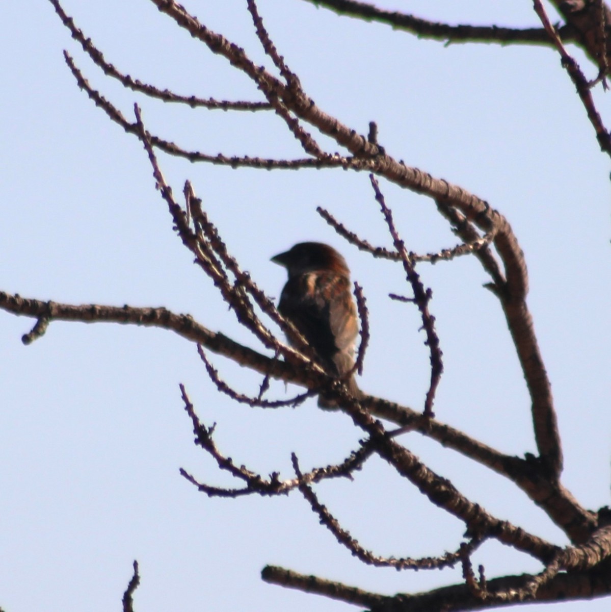 House Sparrow - Marsha Painter