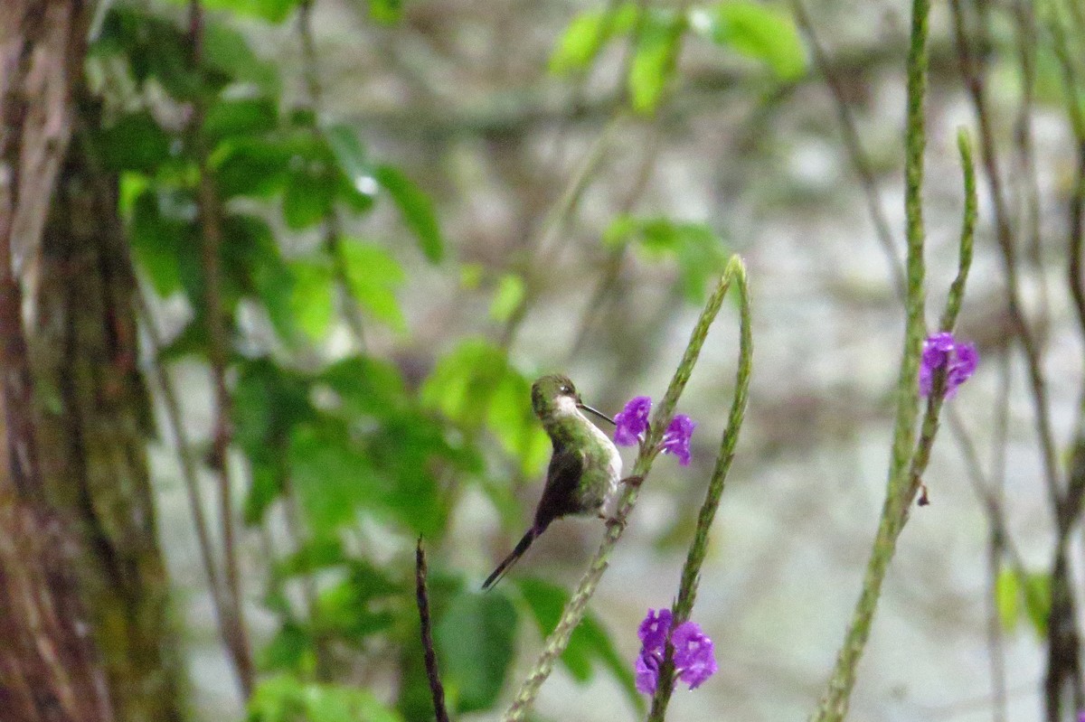 kolibřík podivuhodný - ML619329746