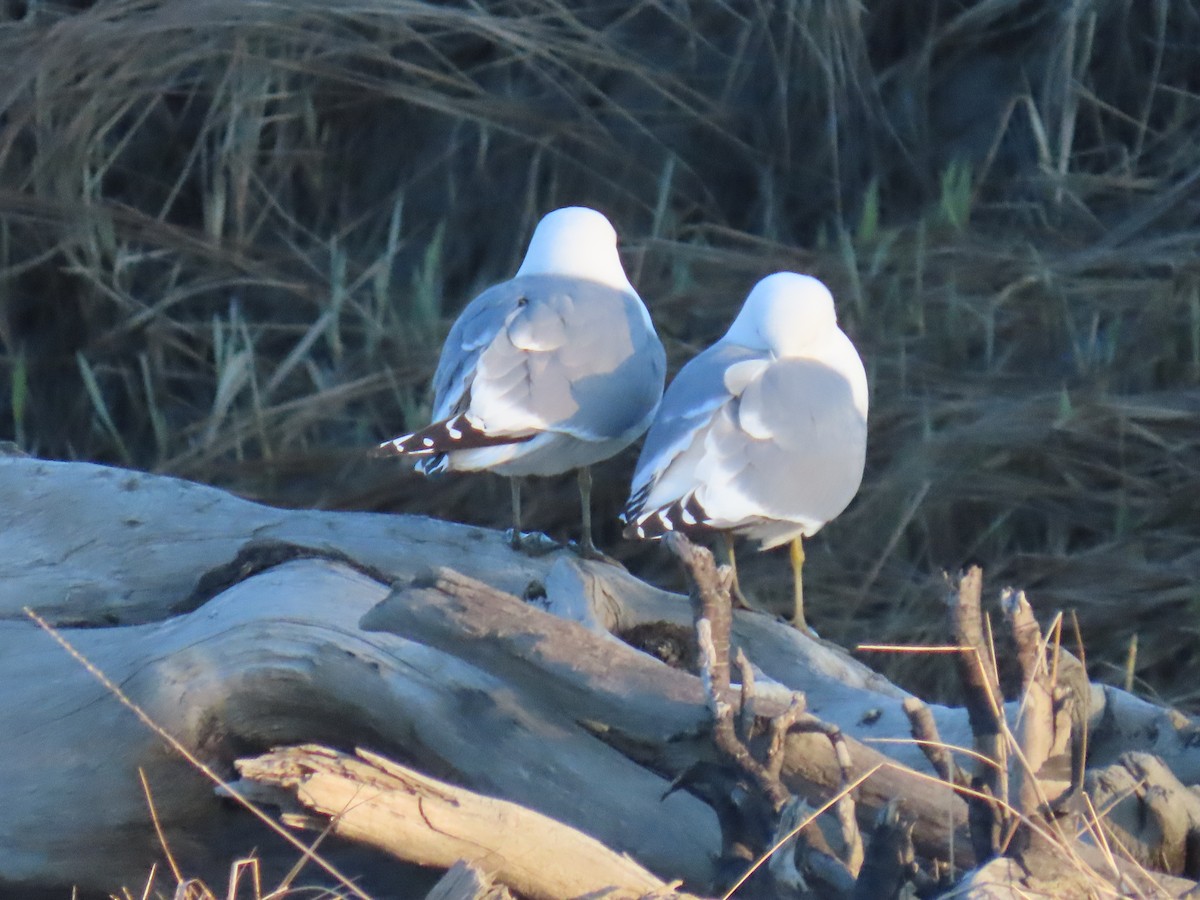 Short-billed Gull - Laura Burke