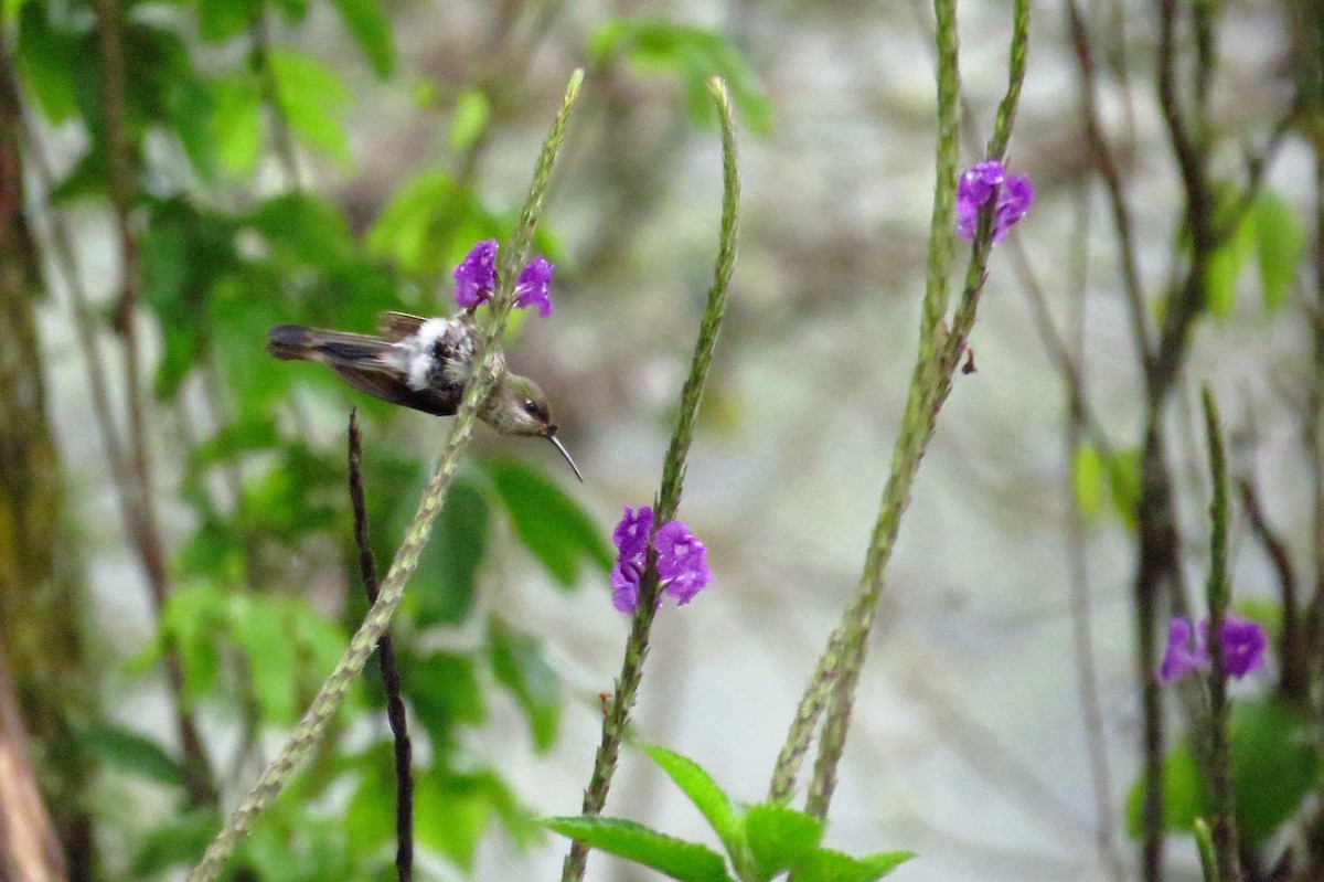 kolibřík podivuhodný - ML619329751
