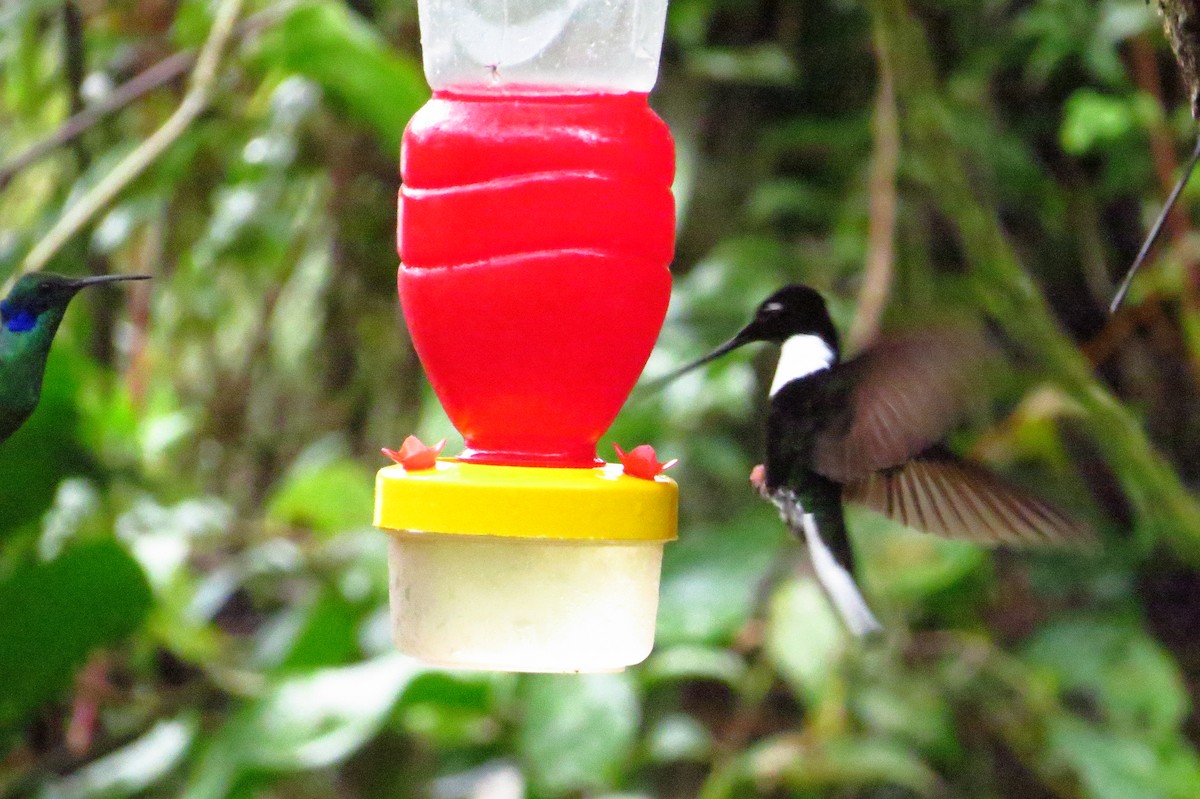 Collared Inca - Gary Prescott