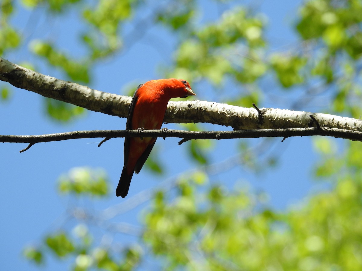 Scarlet Tanager - Andy McGivern