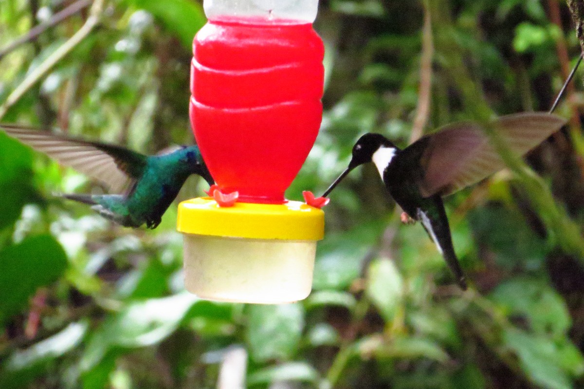 Collared Inca - Gary Prescott