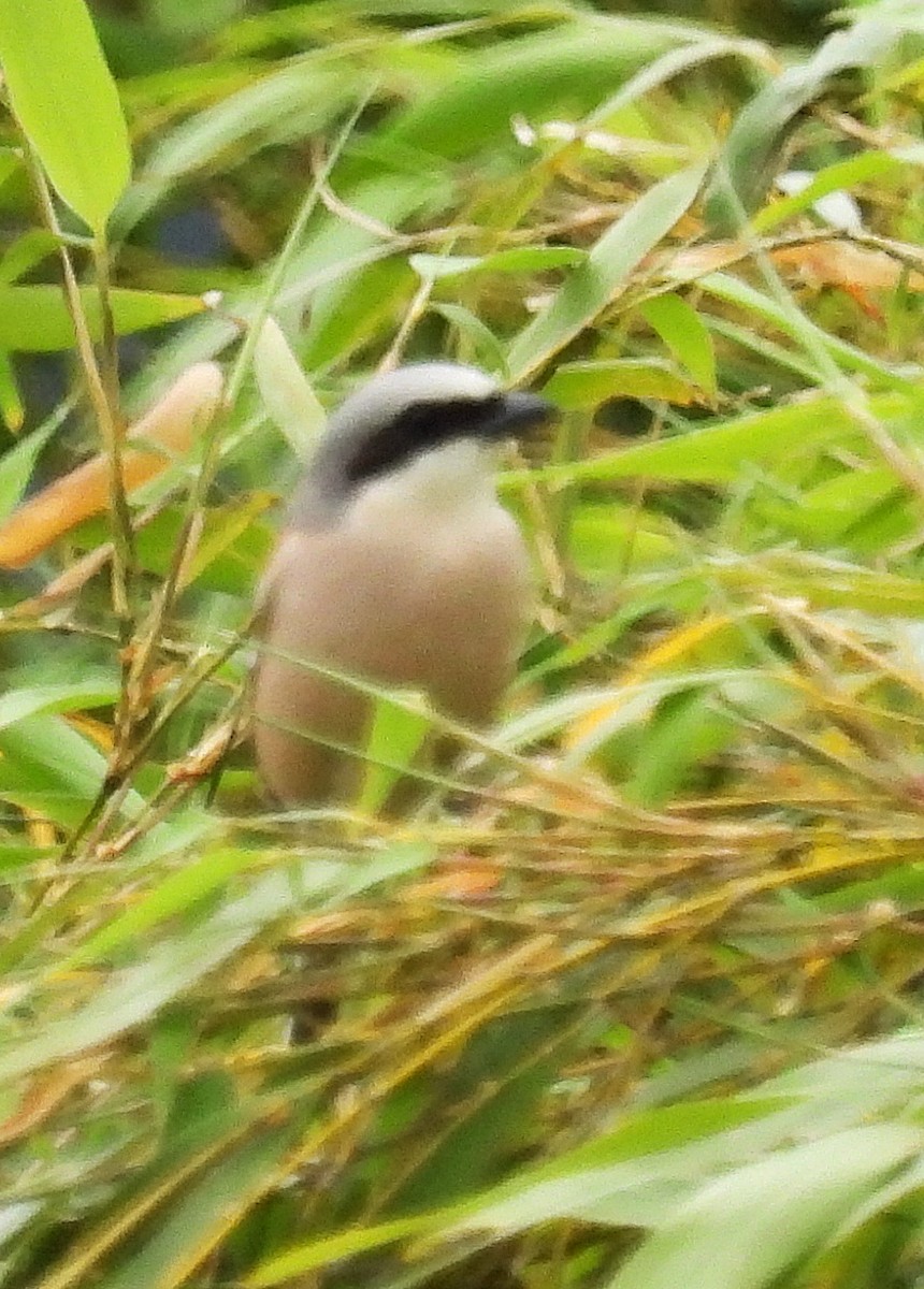 Red-backed Shrike - Roberto Alberdi