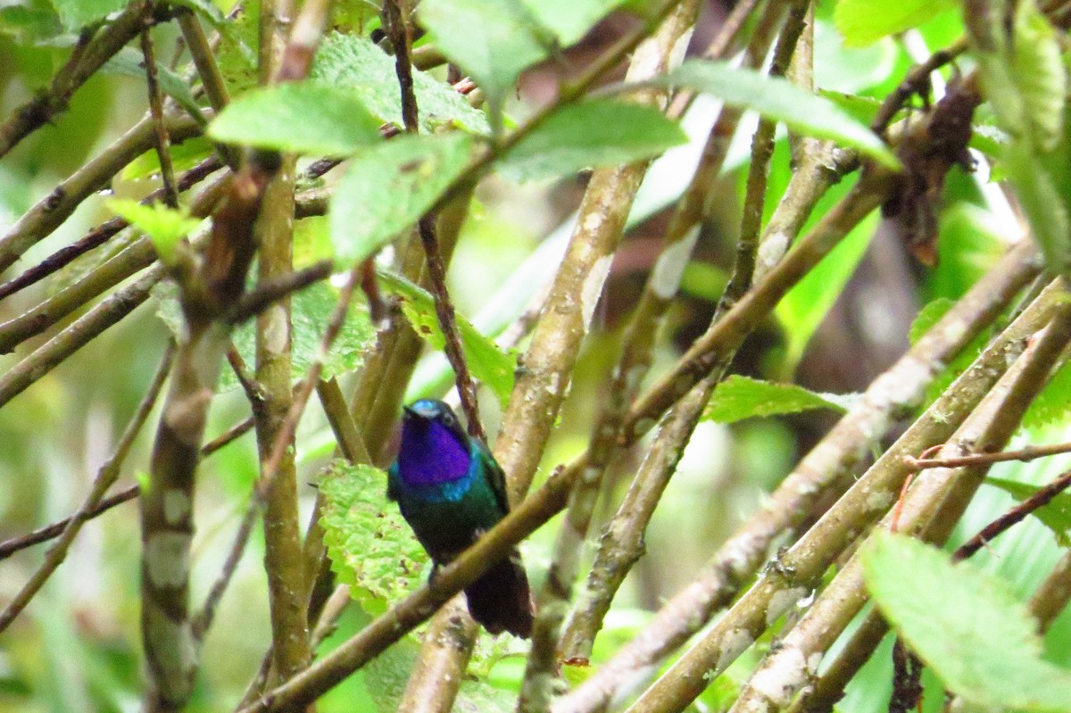 Purple-throated Sunangel - ML619329783