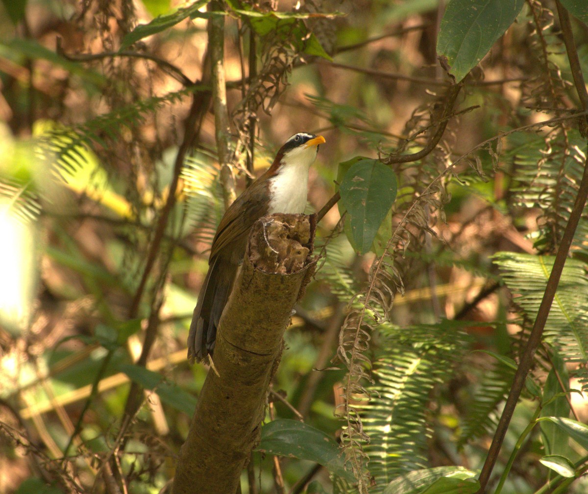 White-browed Scimitar-Babbler - Joe Heinlein