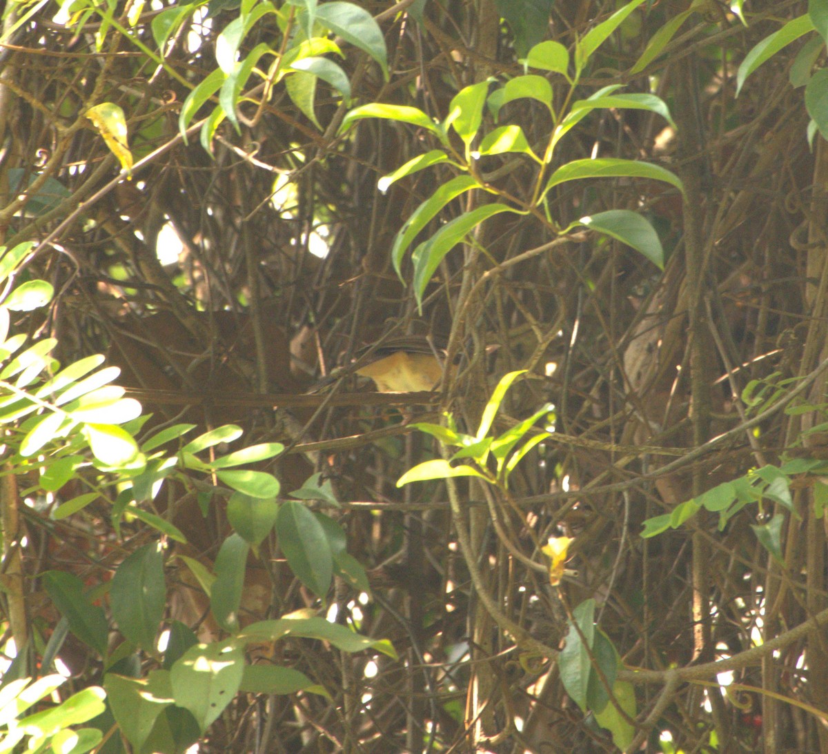 Collared Babbler - Joe Heinlein