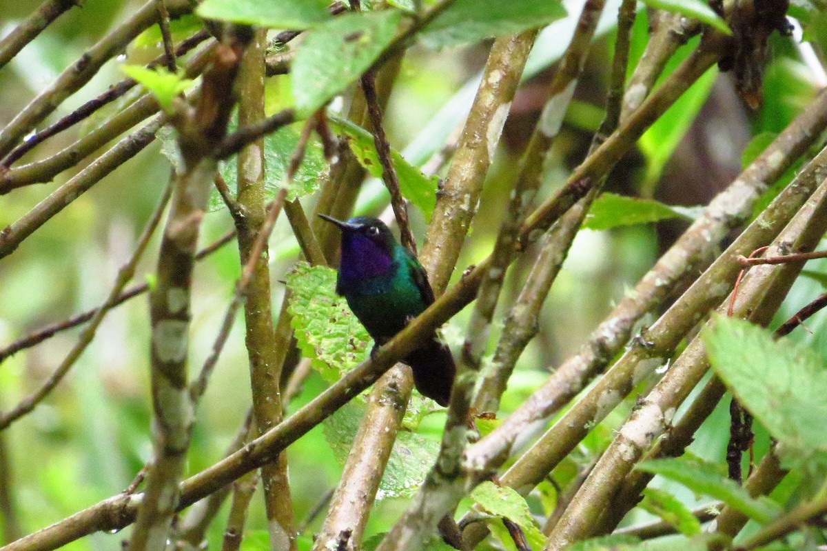 Colibrí Violeta - ML619329790