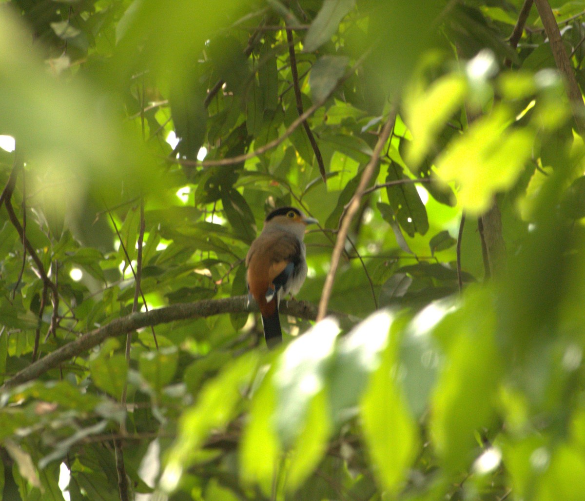 Silver-breasted Broadbill - Joe Heinlein