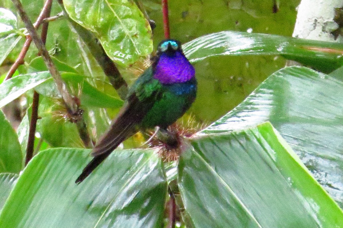 Purple-throated Sunangel - Gary Prescott