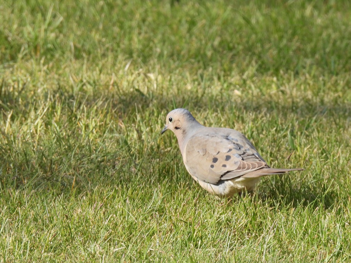 Mourning Dove - Tina Toth