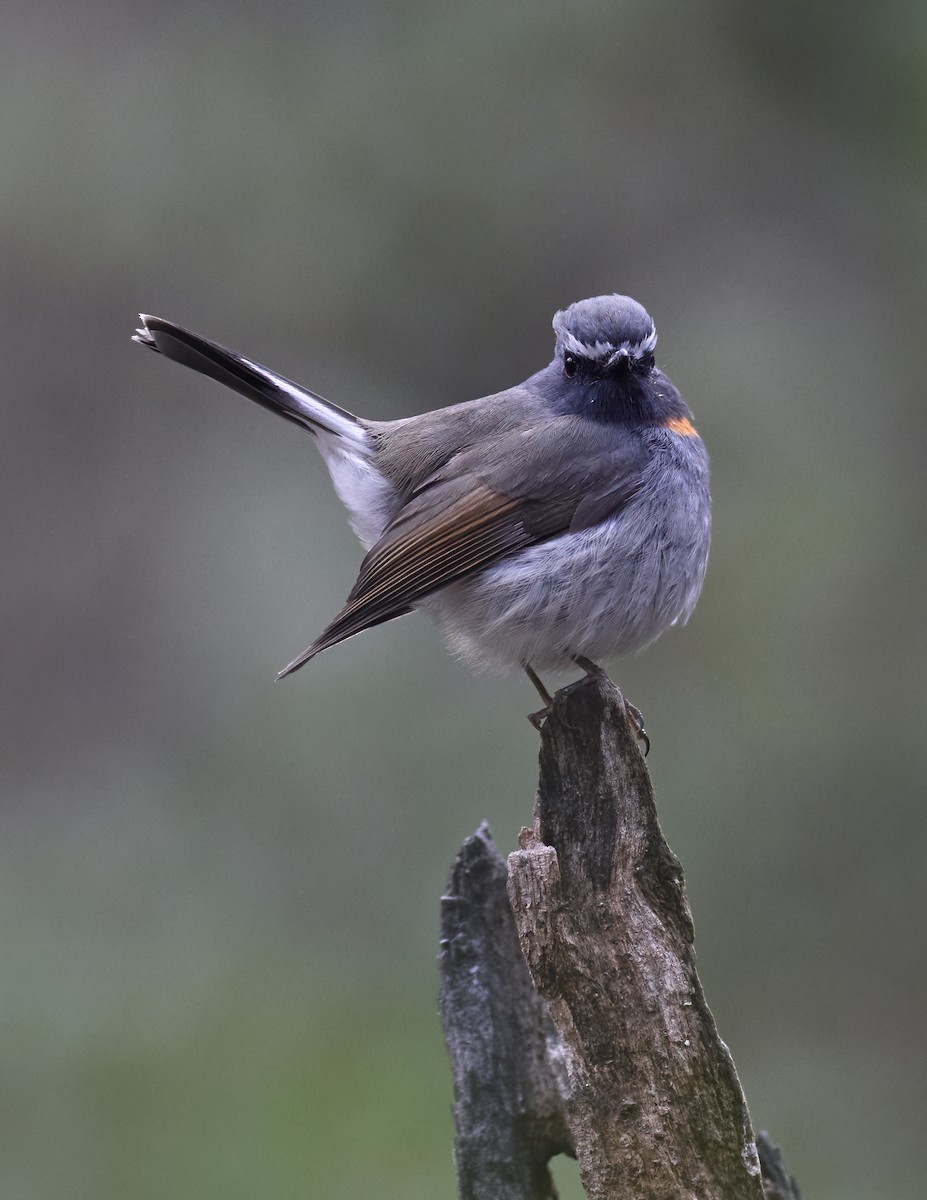 Rufous-gorgeted Flycatcher - Manjunath Desai